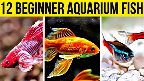 12 Best (& Easiest) Aquarium Fish For Beginners To Try.